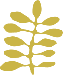 jadey-image
